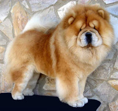 ChowChow