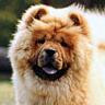ChowChow