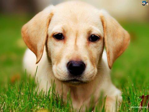 Labrador Dog