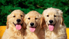 Labrador Dog 2