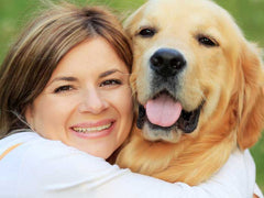 Labrador Dog