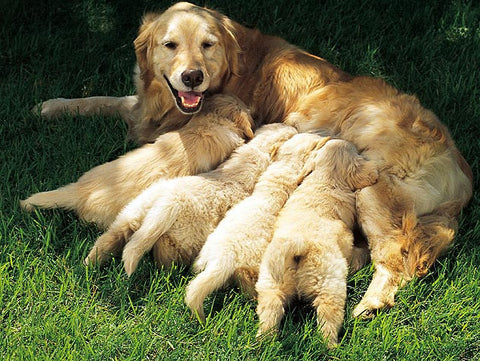 Labrador Dog 2