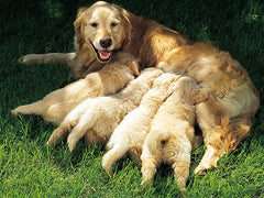 Labrador Dog
