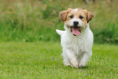 Perro Peludo 2