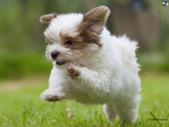 Perro Peludo 7